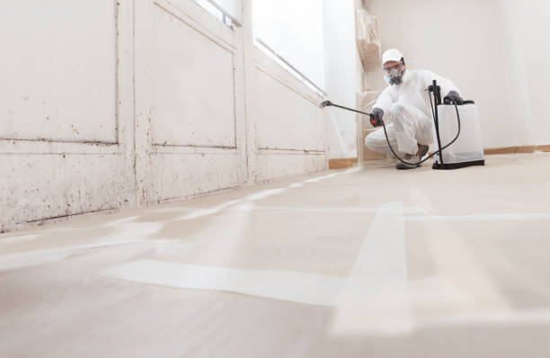 Black mold remediation team in Hampton